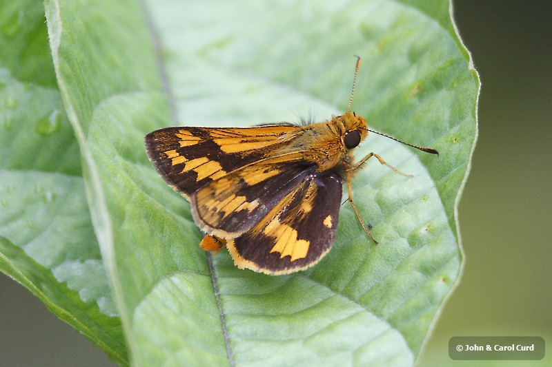 J01_1161 Besta Palm Dart.JPG